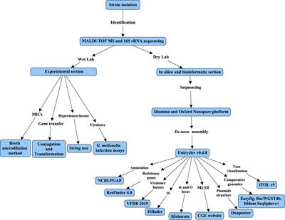 Whole genome sequencing of OXA-232-producing wzi93-KL112-O1 carbapenem-resistant Klebsiella pneumoniae in human bloodstream infection co-harboring chromosomal ISEcp1-based blaCTX-M-15 and one rmpA2-associated virulence plasmid